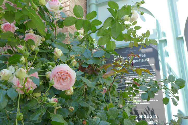店前に咲いていた薔薇（5月）